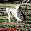 DogClicker2